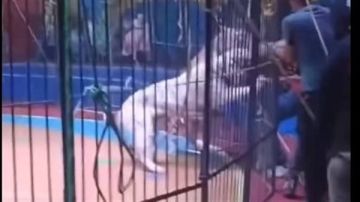 واقعة سيرك طنطا.. أقوال أنوسة كوتة في التحقيقات وتحذير من تشويه الحقيقة