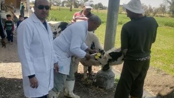 بيطري البحيرة: تحصين أكثر من 62 ألف رأس ماشية ضد الحمى القلاعية والوادى المتصدع