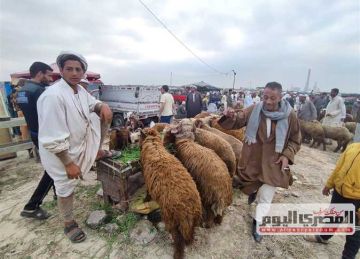 ارتفاع أسعار اللحوم بمطروح اليوم الأحد 27 أبريل 2025.. والبرقي يحافظ على تميزه