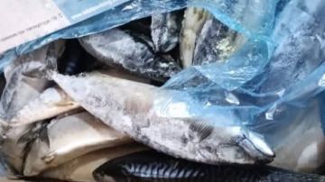 ضبط طن لحوم وأسماك مجهولة المصدر بكفر الشيخ صور