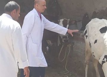 استمرار الحملة القومية للتحصين ضد الحمى القلاعية والوادي المتصدع بقنا استمرار الحملة القومية للتحصين ضد الحمى القلاعية والوادي المتصدع بقنا