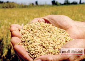 بكام طن الشعير؟.. أسعار الأرز اليوم الإثنين 28 أبريل في أسواق الشرقية بكام طن الشعير؟.. أسعار الأرز اليوم الإثنين 28 أبريل في أسواق الشرقية