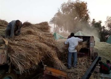 محافظ المنيا يعلن توريد 88 ألف طن قمح لشون وصوامع المحافظة