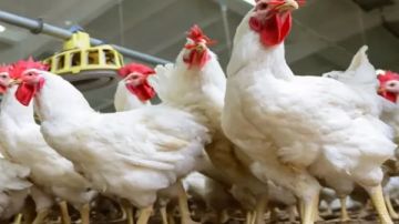 1,5مليار طائر سنويا.. كيف استطاعت مصر زيادة إنتاجية الدواجن ؟