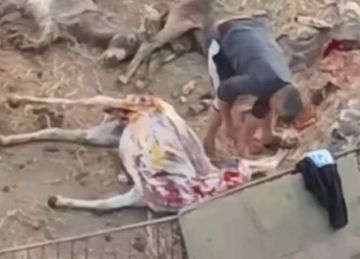 الوجبة الأخيرة.. جدل في المنوفية بعد تداول فيديو ذبح حمير بشبين الكوم