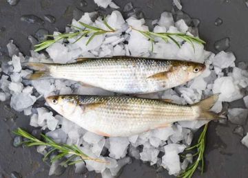 نصيحة مهمة من القومي للبحوث قبل شراء الفسيخ في شم النسيم