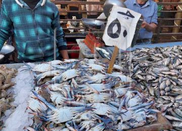 أسعار الأسماك والرنجة والفسيخ اليوم الأحد 20 أبريل 2025 في القليوبية أسعار الأسماك والرنجة والفسيخ اليوم الأحد 20 أبريل 2025 في القليوبية