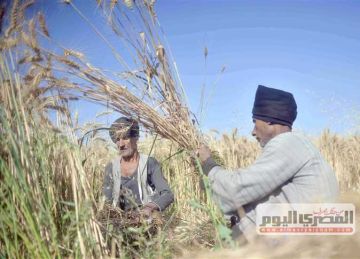 تدريب 200 مزارع على استخدام الأسمدة العضوية بالاقصر