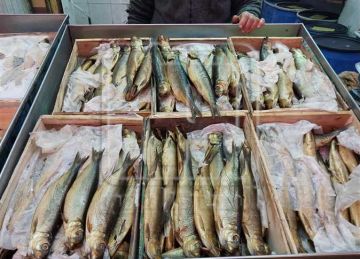 الفسيخ وجبة أساسية في عيد شم النسيم 2025.. تعرف على الأسعار بدمياط الفسيخ وجبة أساسية في عيد شم النسيم 2025.. تعرف على الأسعار بدمياط