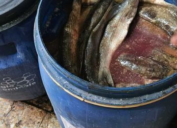 غلق 4 منشآت غذائية وإعدام طن فسيخ ورنجة في حملة صحية بالدقهلية غلق 4 منشآت غذائية وإعدام طن فسيخ ورنجة في حملة صحية بالدقهلية