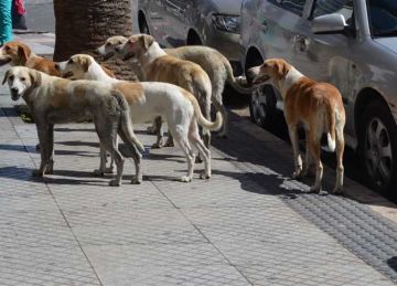 البيطريين تحذر من التخلص العشوائي من الكلاب خطر كبير يؤدي إلى خلل في التوازن البيئي البيطريين تحذر من التخلص العشوائي من الكلاب خطر كبير يؤدي إلى خلل في التوازن البيئي