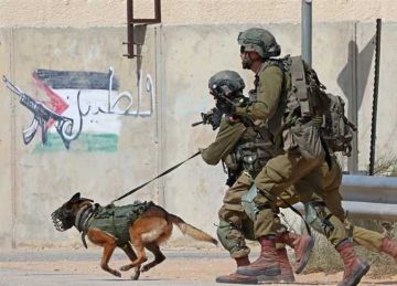 صحيفة إيطالية: هولندا صدرت كلابا لإسرائيل تستخدمها في تعذيب الفلسطينيين صحيفة إيطالية: هولندا صدرت كلابا لإسرائيل تستخدمها في تعذيب الفلسطينيين