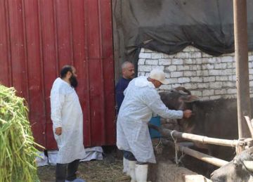 لتحصين 127 ألف رأس.. محافظ القليوبية يدشن الحملة القومية ضد الحمى القلاعية و الوادي المتصدع 