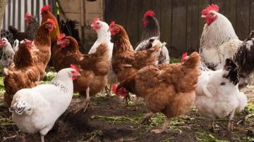 أسعار الفراخ والبيض اليوم الثلاثاء 15 أبريل 2025