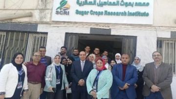 لزيادة إنتاجية السكر.. تفاصيل انتخاب أصناف جديدة من القصب لزيادة إنتاجية السكر.. تفاصيل انتخاب أصناف جديدة من القصب