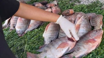 استعدادا لأعياد الربيع.. بيطري قنا تشن حملات مكثفة على الأسواق استعدادا لأعياد الربيع.. بيطري قنا تشن حملات مكثفة على الأسواق