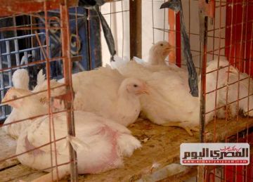 بعد تراجع سعر الفراخ البيضاء.. كم أسعار الدواجن اليوم الثلاثاء 15-4-2025 صباحا؟