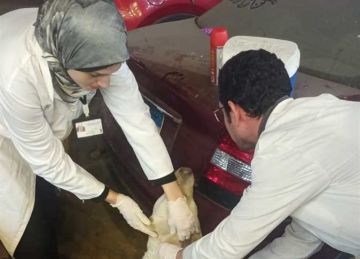 محافظة الإسكندرية تكثف حملات تطعيم كلاب الشوارع ضد مرض السعار محافظة الإسكندرية تكثف حملات تطعيم كلاب الشوارع ضد مرض السعار