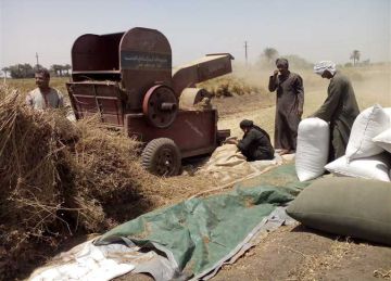 في أول أيام موسم الحصاد.. توريد 517 طن قمح لشون وصوامع المنيا في أول أيام موسم الحصاد.. توريد 517 طن قمح لشون وصوامع المنيا