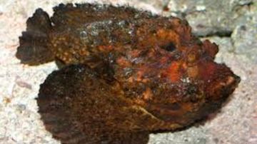 نشرة المرأة والمنوعات أسماك تسبب الوفاة بعد 6 ساعات.. مواد التنظيف تهدد حياتك.. لن تتخيل ما قاله التيك توكر شريف نصار قبل وفاته