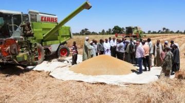 جهود وزارة الري تنجح في تحقيق موسم قمح عالي الجودة بوادي النقرة