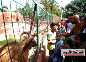 حديقة حيوان النزهة تستقبل 24 ألف زائر في شم النسيم.. و4 حالات تسمم الفسيخ بالإسكندرية (صور) حديقة حيوان النزهة تستقبل 24 ألف زائر في شم النسيم.. و4 حالات تسمم الفسيخ بالإسكندرية (صور)