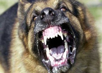 عقر طفلين شقيقين.. كلب ضال يثير الذعر بين الأهالي في مطروح