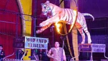 هل تخدر الأسود قبل عروض السيرك؟.. خبير بحديقة حيوان الجيزة يوضح هل تخدر الأسود قبل عروض السيرك؟.. خبير بحديقة حيوان الجيزة يوضح