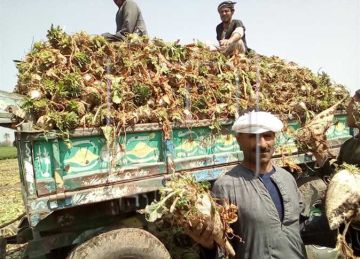 بشرى سارة لـ مزارعي بنجر السكر في محافظة المنيا (تعرف عليها) بشرى سارة لـ مزارعي بنجر السكر في محافظة المنيا (تعرف عليها)