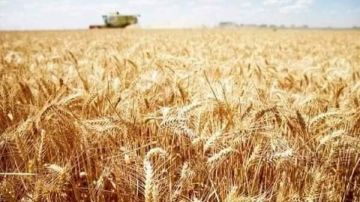 طفرة في إنتاج القمح بفضل الأصناف الجديدة والتعاون بين القطاعين العام والخاص شاهد