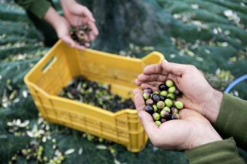 وزارة الزراعة تصدر توصيات عاجلة لمزارعي الزيتون.. تفاصيل