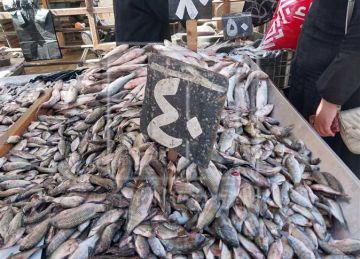 أسعار الأسماك اليوم الخميس 24 أبريل بأسواق دمياط أسعار الأسماك اليوم الخميس 24 أبريل بأسواق دمياط