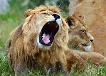 احذر المخالفة.. الحكومة تعلن شروط نقل الحيوانات الخطرة والكلاب (رسميا)