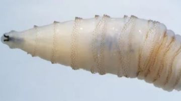 أول حالة إصابة بشرية بداء الدودة الحلزونية في المكسيك