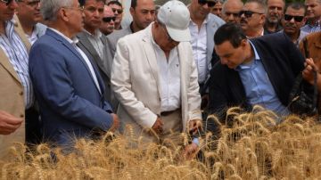 محافظ الدقهلية يطلق موسم حصاد القمح من السنبلاوين.. صور