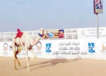 بمشاركة 100 متسابق.. انطلاق فعاليات مهرجان الوادي الجديد لسباقات الهجن