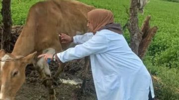 بيطرى الشرقية يحصن 184 ألف رأس ماشية ضد الحمى القلاعية والوادي المتصدع بيطرى الشرقية يحصن 184 ألف رأس ماشية ضد الحمى القلاعية والوادي المتصدع