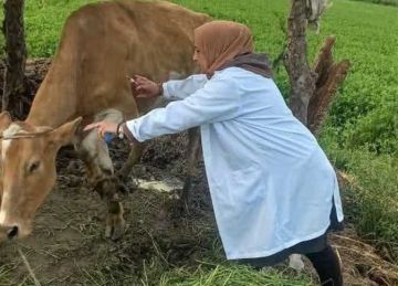 تحصين 184 ألف رأس ماشية ضد الحمى القلاعية والوادي المتصدع في الشرقية