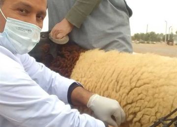 الطب البيطري بمطروح: قافلة مجانية لمدينة النجيلة