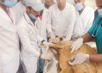 للحفاظ على الثروة الحيوانية.. انطلاق حملة للتحصين ضد الحمى القلاعية والوادي بمطروح