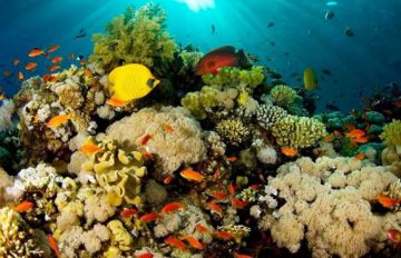 وزارة البيئة تطلق الفيلم الوثائقي الترويجي لمحميات جزر البحر الأحمر.. فيديو