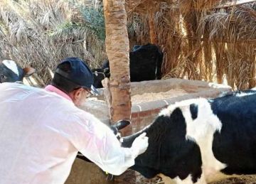 غدا.. انطلاق الحملة القومية لتحصين الماشية ضد الحمى القلاعية والوادي المتصدع بأسوان غدا.. انطلاق الحملة القومية لتحصين الماشية ضد الحمى القلاعية والوادي المتصدع بأسوان