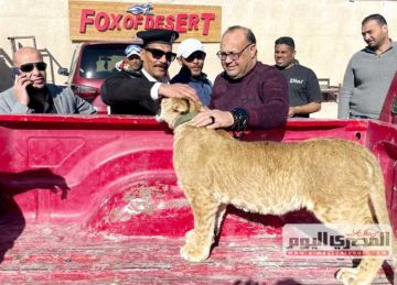 قرار قضائي عاجل من محكمة جنح الغردقة بشأن ضبط أسد بمخيمات سياحة السفاري