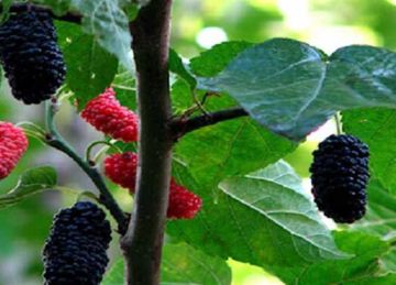 5 فوائد لن تتوقعها لـ التوت البلدي.. وهذه الفئات يجب أن تتناوله بانتظام