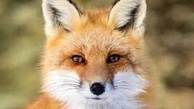 حقيقة ظهور ثعلب داخل مركز لعلاج الادمان بجامعة الزقازيق حقيقة ظهور ثعلب داخل مركز لعلاج الادمان بجامعة الزقازيق