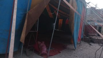 ننشر تقرير الطب البيطري حول تغذية النمر الملتهم ذراع عامل السيرك بطنطا