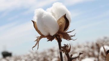 شعبة القطن: توسع في زراعة 9 أصناف خلال الموسم الجاري شعبة القطن: توسع في زراعة 9 أصناف خلال الموسم الجاري