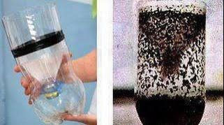 الكلور والنباتات آكلة اللحوم .. التخلص من الذباب بطرق غير متوقعة الكلور والنباتات آكلة اللحوم .. التخلص من الذباب بطرق غير متوقعة