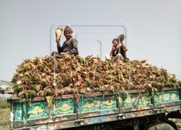 زراعة المنيا: بدء صرف مستحقات مزارعي بنجر السكر بمكاتب البريد والبنوك زراعة المنيا: بدء صرف مستحقات مزارعي بنجر السكر بمكاتب البريد والبنوك