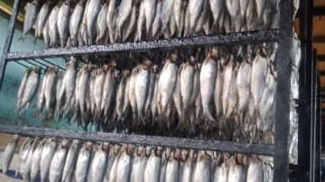 التحفظ على 15 طن أسماك ورنجة غير مطابقة للاشتراطات الصحية بالمنوفية